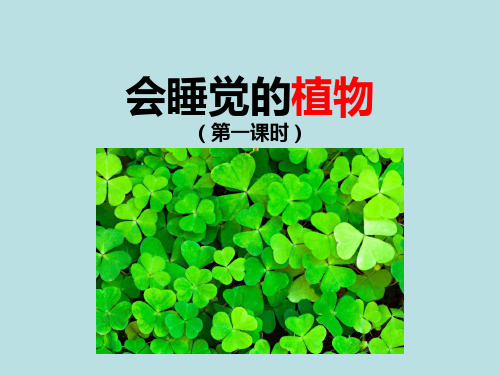 小学一年级语文下册《会睡觉的植物》教学课件第一课时(苏教版)