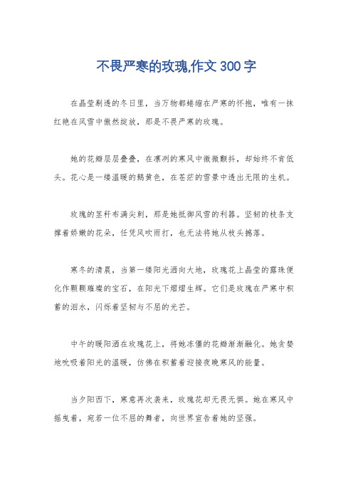 不畏严寒的玫瑰,作文300字