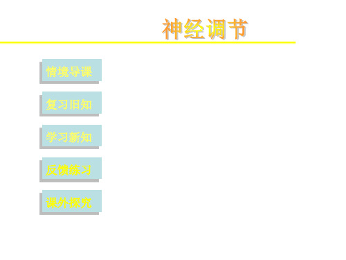 【人教版】高中生物必修三《2.1 通过神经系统的调节》课件28页PPT