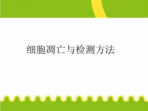 细胞凋亡实验PPT课件