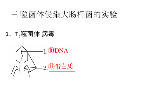 噬菌体侵染大肠杆菌的实验