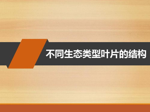 植物学实验四 不同生态类型叶片的结构 PPT