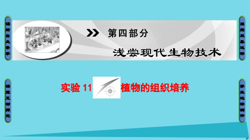 2017-2018学年高中生物 第4部分 浅尝现代生物技术 实验11 植物的组织培养讲义 浙科版选修1