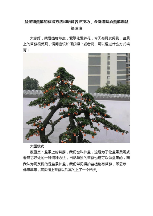 盆景铺苔藓的获得方法和培育养护技巧，会浇灌啤酒苔藓爆盆绿油油