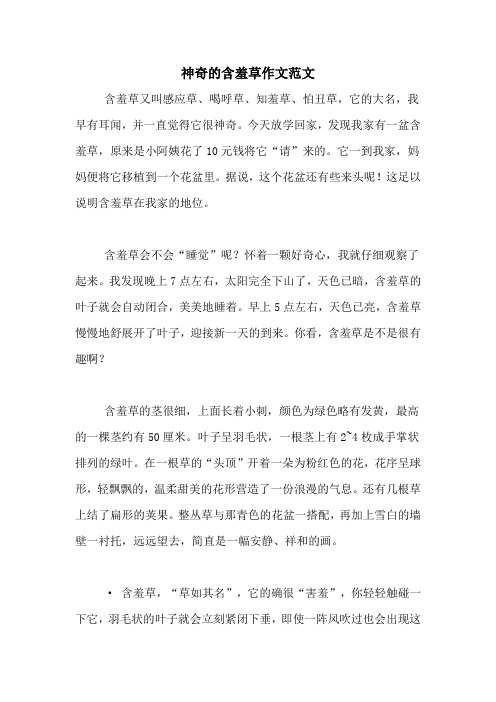神奇的含羞草作文范文