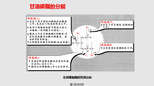 磷脂和糖脂的代谢PPT课件