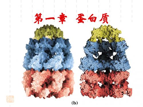 第一章    蛋白质
