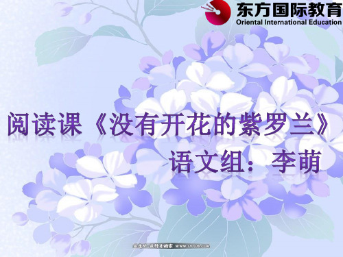 没有开花的紫罗兰