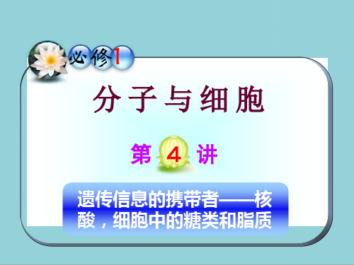 人教版高三一轮复习生物必修1课件第4讲_遗传信息的携带者――核酸细胞中的糖类和脂质