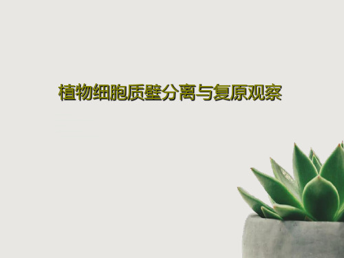 植物细胞质壁分离与复原观察29页PPT