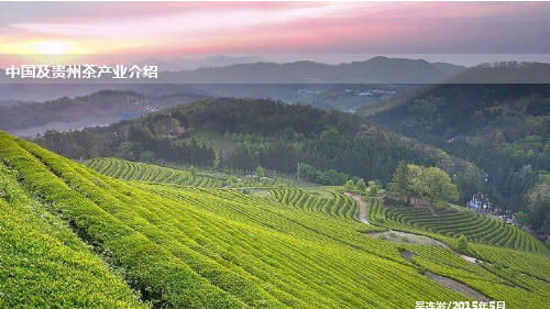 中国及贵州茶产业介绍