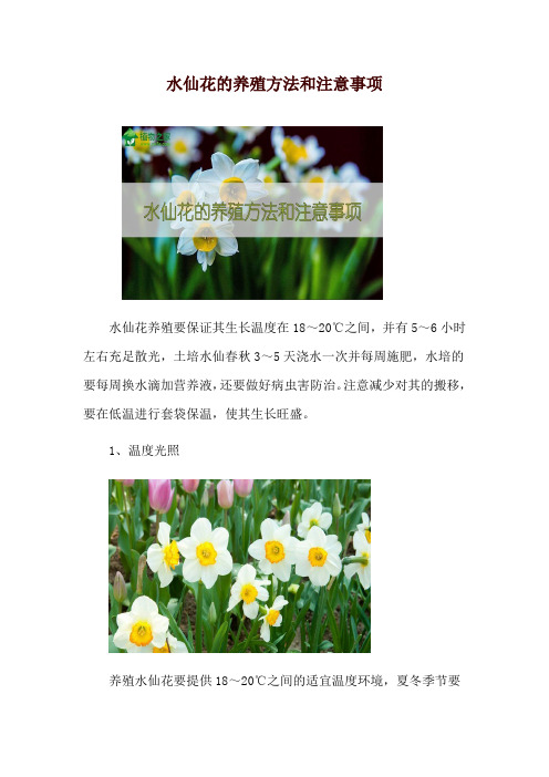 水仙花的养殖方法和注意事项