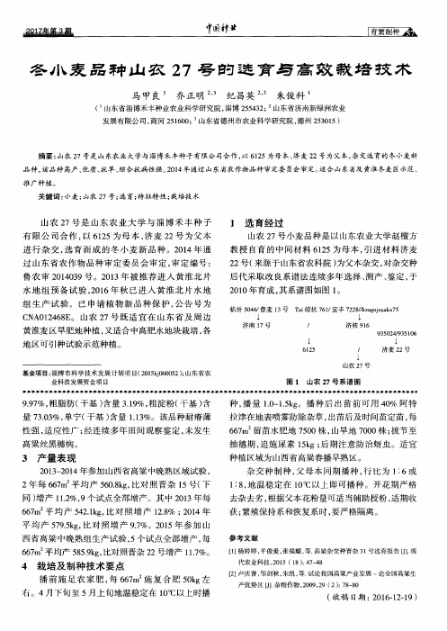 冬小麦品种山农27号的选育与高效栽培技术