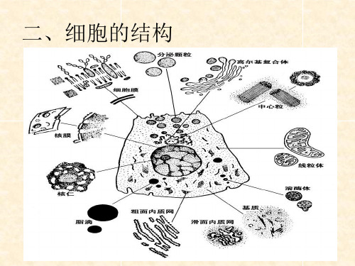 人体的基本组成优秀课件