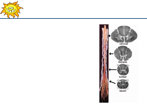 系统解剖学脊髓