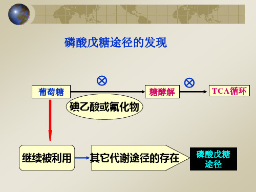 磷酸戊糖途径