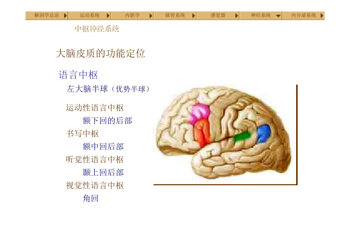 大脑皮质的功能定位语言中枢