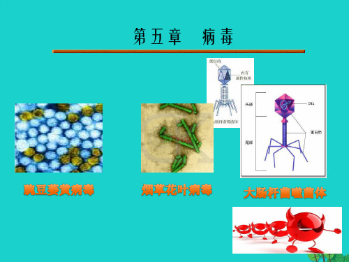 八年级生物上册 5.5 病毒课件 (新版)新人教版