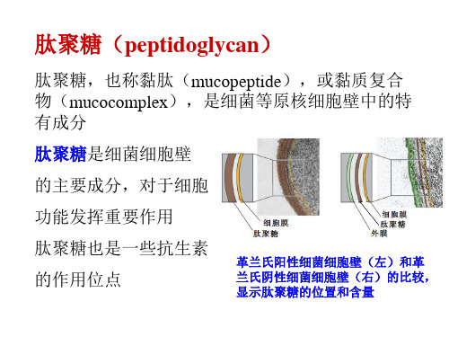 细菌肽聚糖