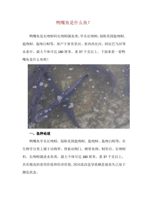 鸭嘴鱼是什么鱼？