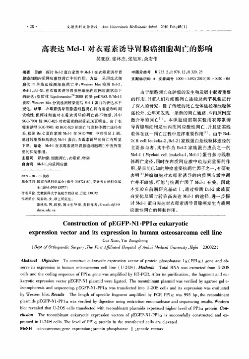 高表达Mcl-1对衣霉素诱导胃腺癌细胞凋亡的影响