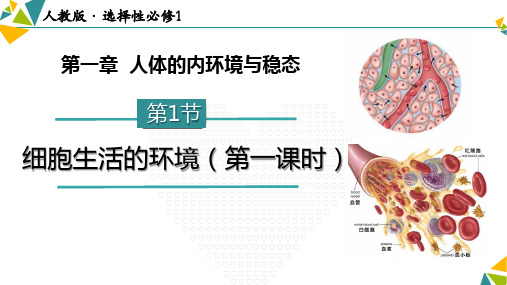 1.1细胞生活的环境(第1课时)(共16张PPT)-人教版选择性必修一