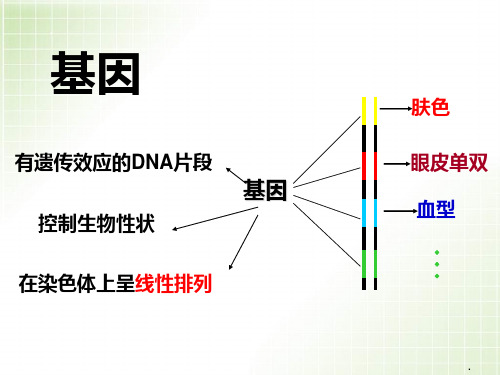 一轮复习最新基因的表达课件