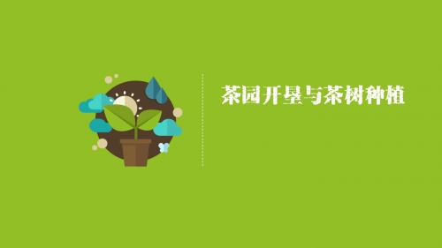 茶园开垦与茶树种植