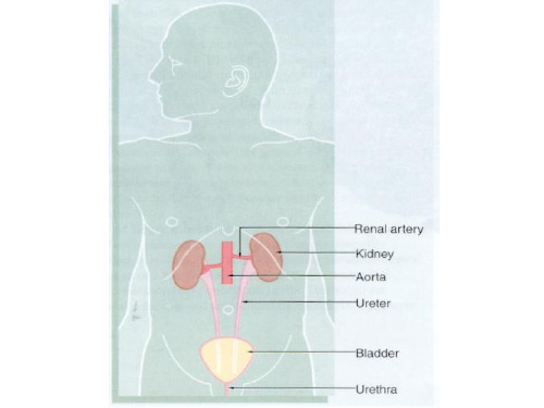 组织学：泌尿系统