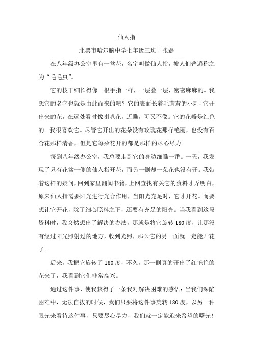 张磊作文—仙人指