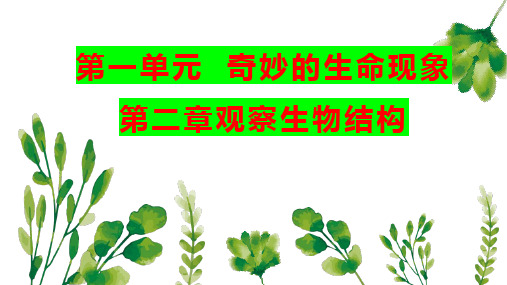 第二章观察生物结构复习课件2022--2023学年济南版生物七年级上册