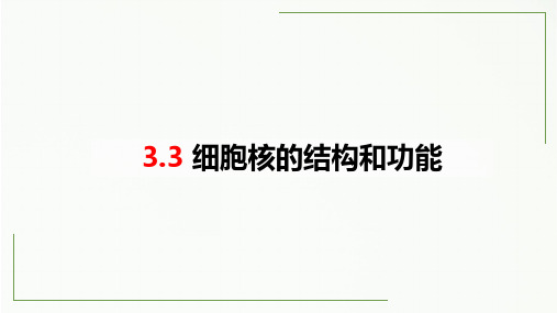 细胞核的结构和功能ppt课件