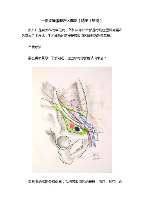 一图读懂腹股沟区解剖（精美手绘图）