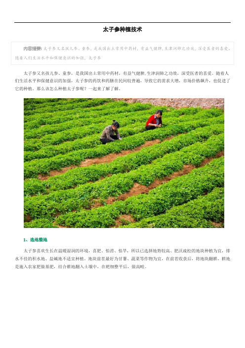 太子参种植技术