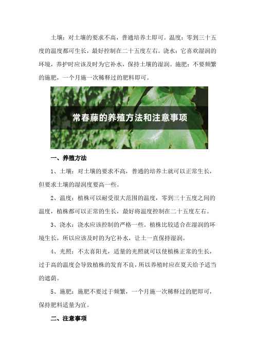 常春藤的养殖方法和注意事项