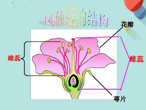 (优秀)教科版小学科学《油菜花开了》PPT资料