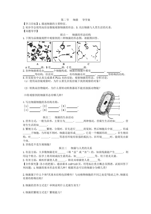 第二节   细菌   导学案