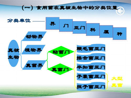 食用菌的分类地位(1).ppt