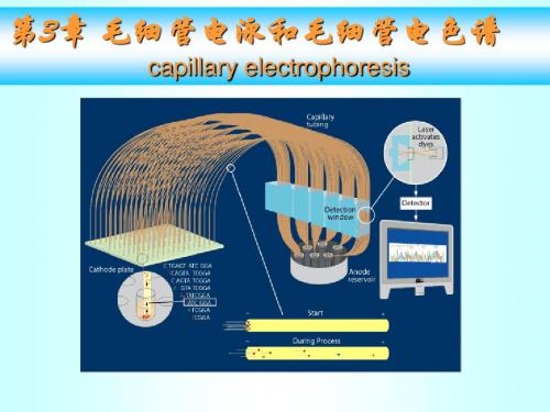 第3章 毛细管电泳和毛细管电色谱