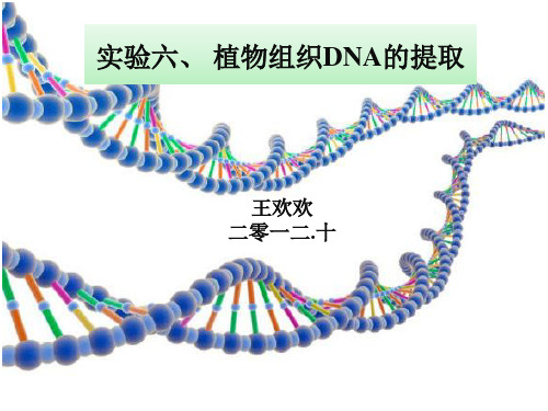 实验六、 植物组织DNA的提取