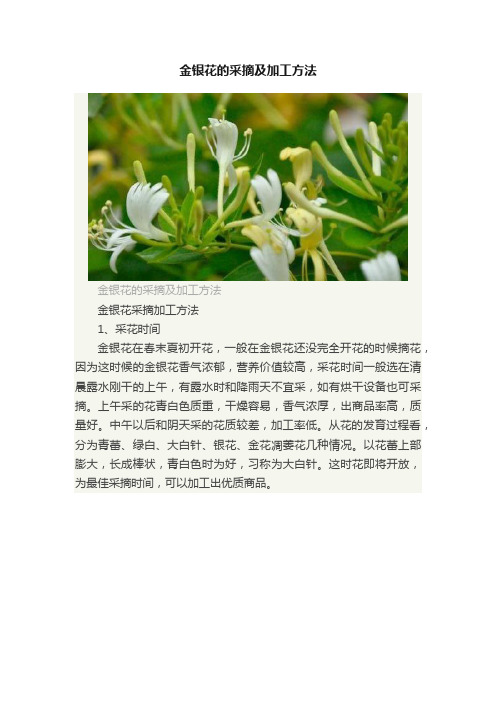 金银花的采摘及加工方法