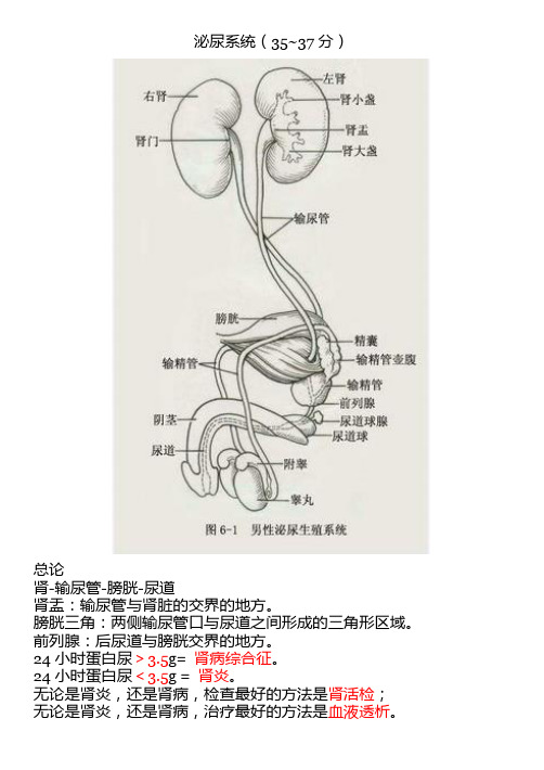 医学笔记-泌尿系统