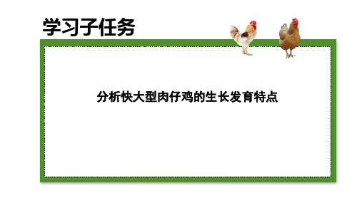 肉鸡生产技术—快大型肉鸡饲养管理(禽生产课件)