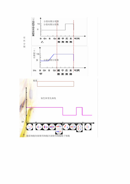 高一生物必修二减数分裂生物知识点