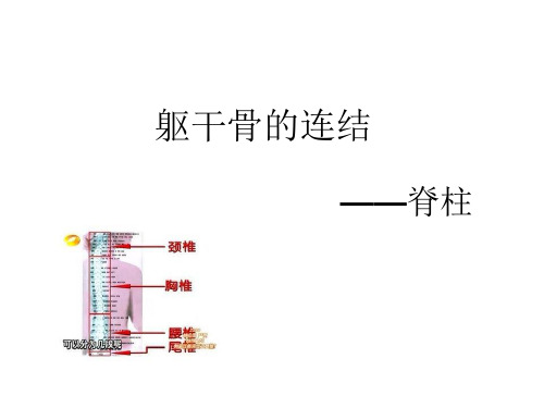 躯干骨的连结