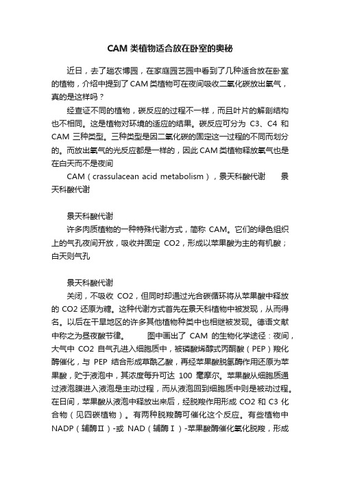 CAM类植物适合放在卧室的奥秘