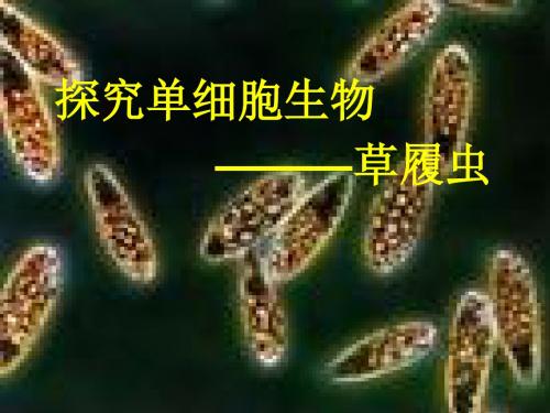 人教版七年级生物上册《探究单细胞生物—草履虫》课件