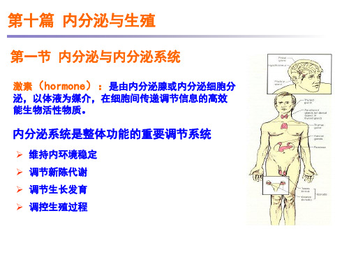 生理学：第十篇 内分泌与生殖