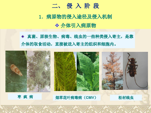 普通植物病理学课件第九章 病原物的侵染过程中