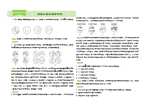 2022届高考生物二轮复习系列之疯狂专练十四 减数分裂和受精作用 Word版含解析